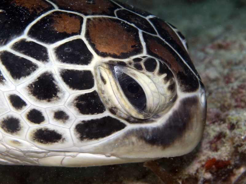 Turtle, Mabul
